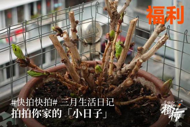 10000份新生礼来橙柿过三八节！j9九游会俱乐部登录入口便携湿巾、(图4)
