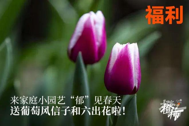 10000份新生礼来橙柿过三八节！j9九游会俱乐部登录入口便携湿巾、(图5)